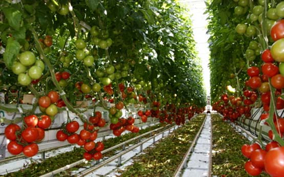 tomates grappes